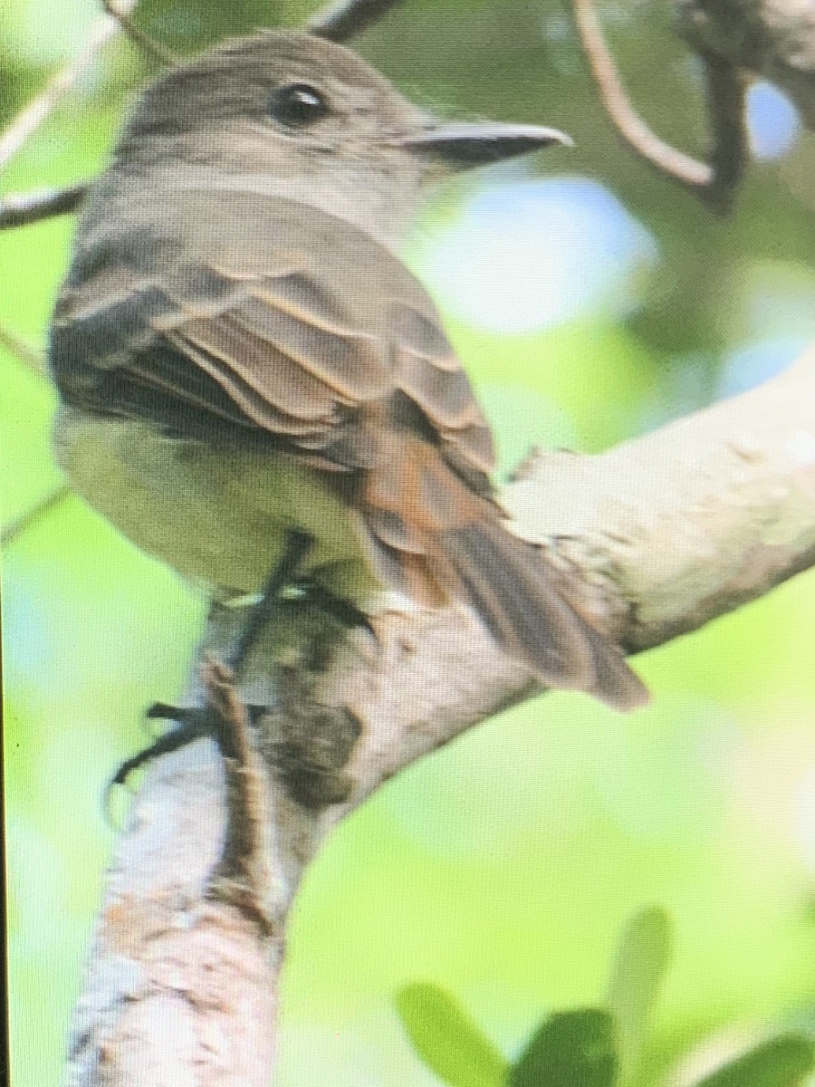 ドミニカヒタキモドキ - ML372737261