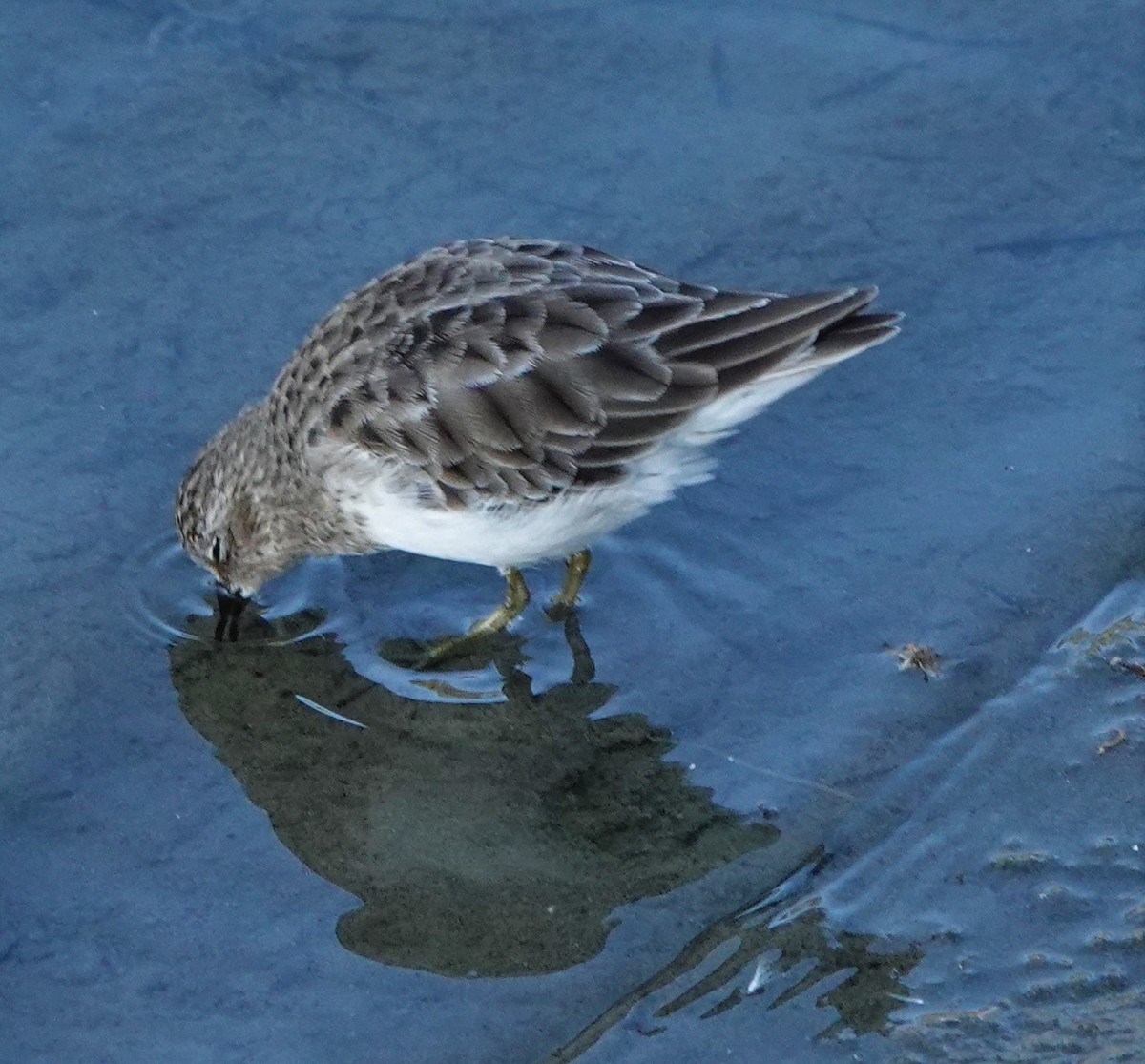 Least Sandpiper - ML372737321