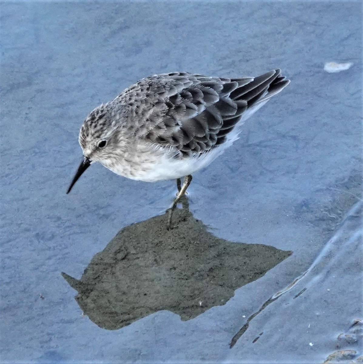 Least Sandpiper - ML372737331