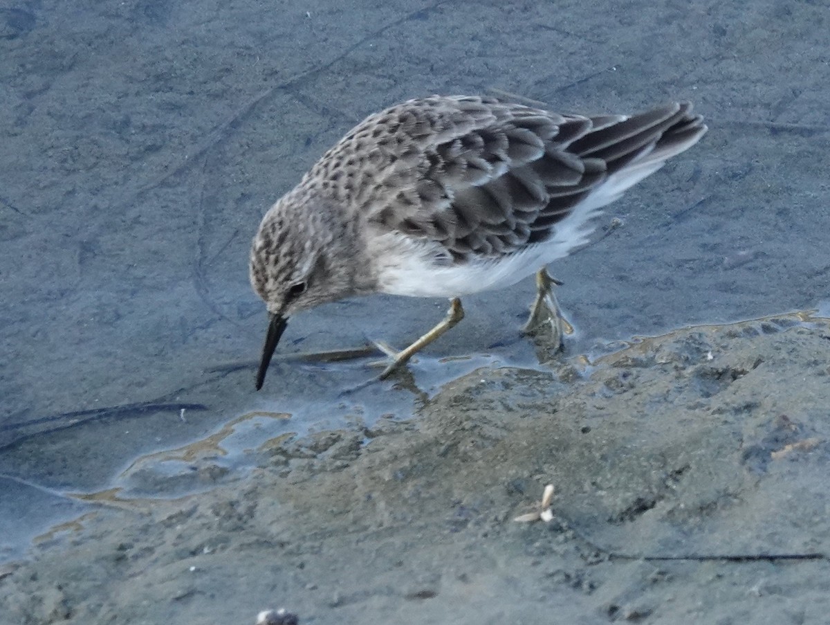 Least Sandpiper - ML372737381