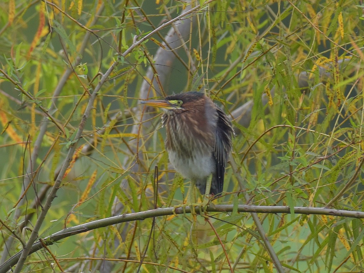 Green Heron - ML372738641