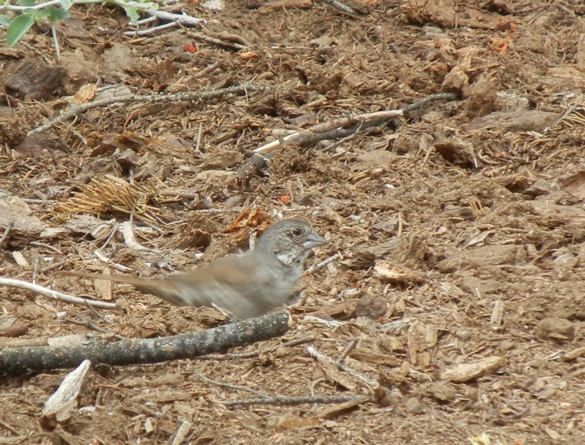 Fox Sparrow (Thick-billed) - ML37274061