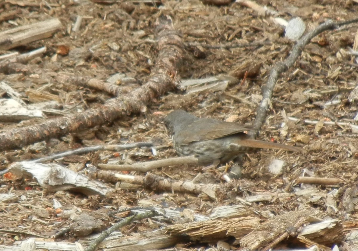 Fox Sparrow (Thick-billed) - ML37274081