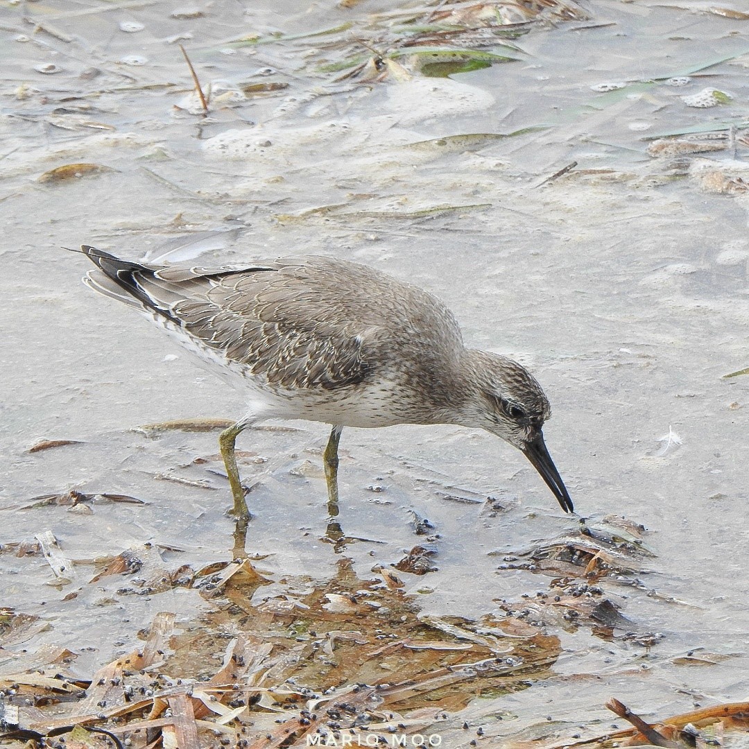 polarsnipe - ML372740971