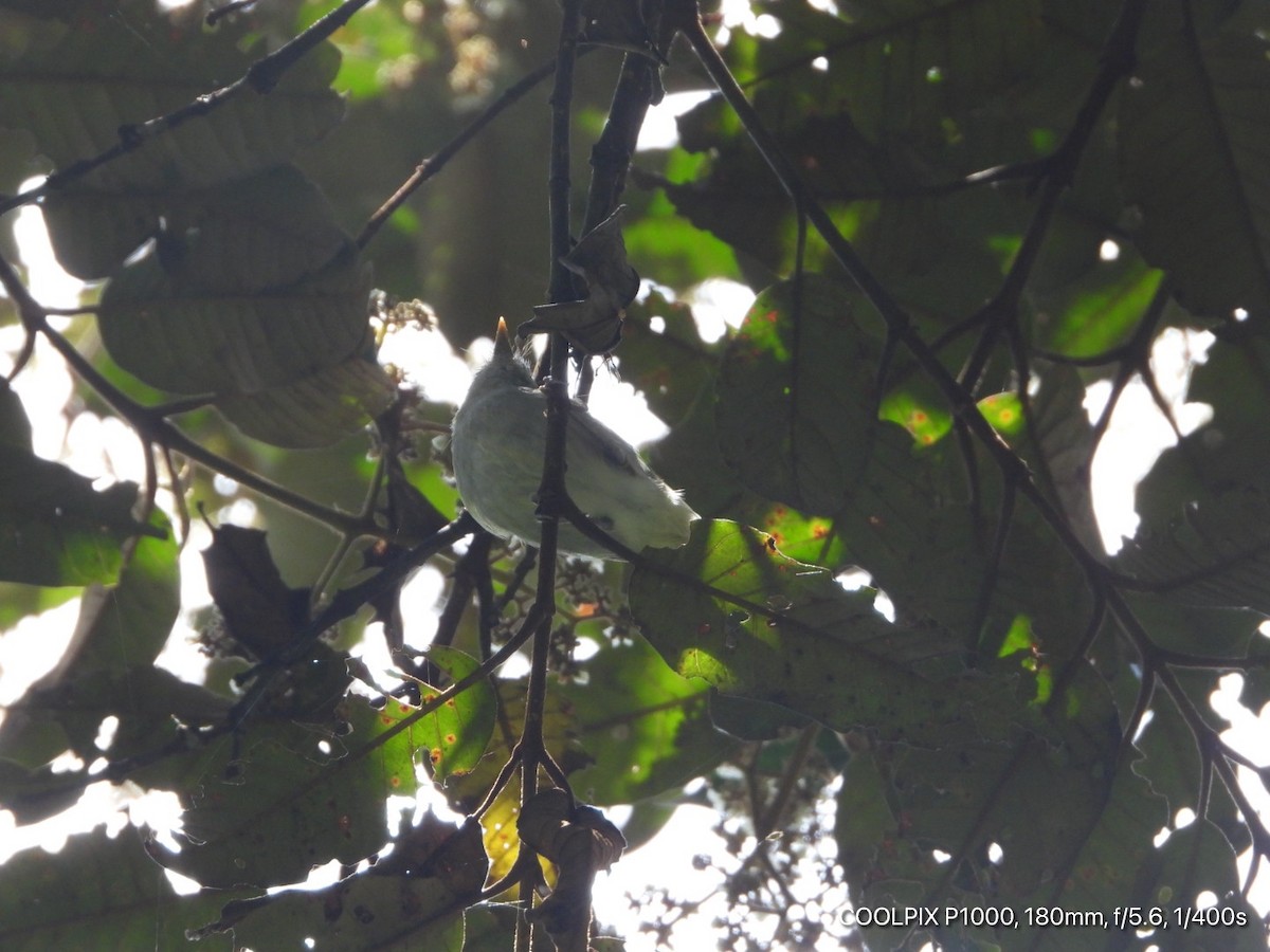 Uganda Woodland-Warbler - ML372741361