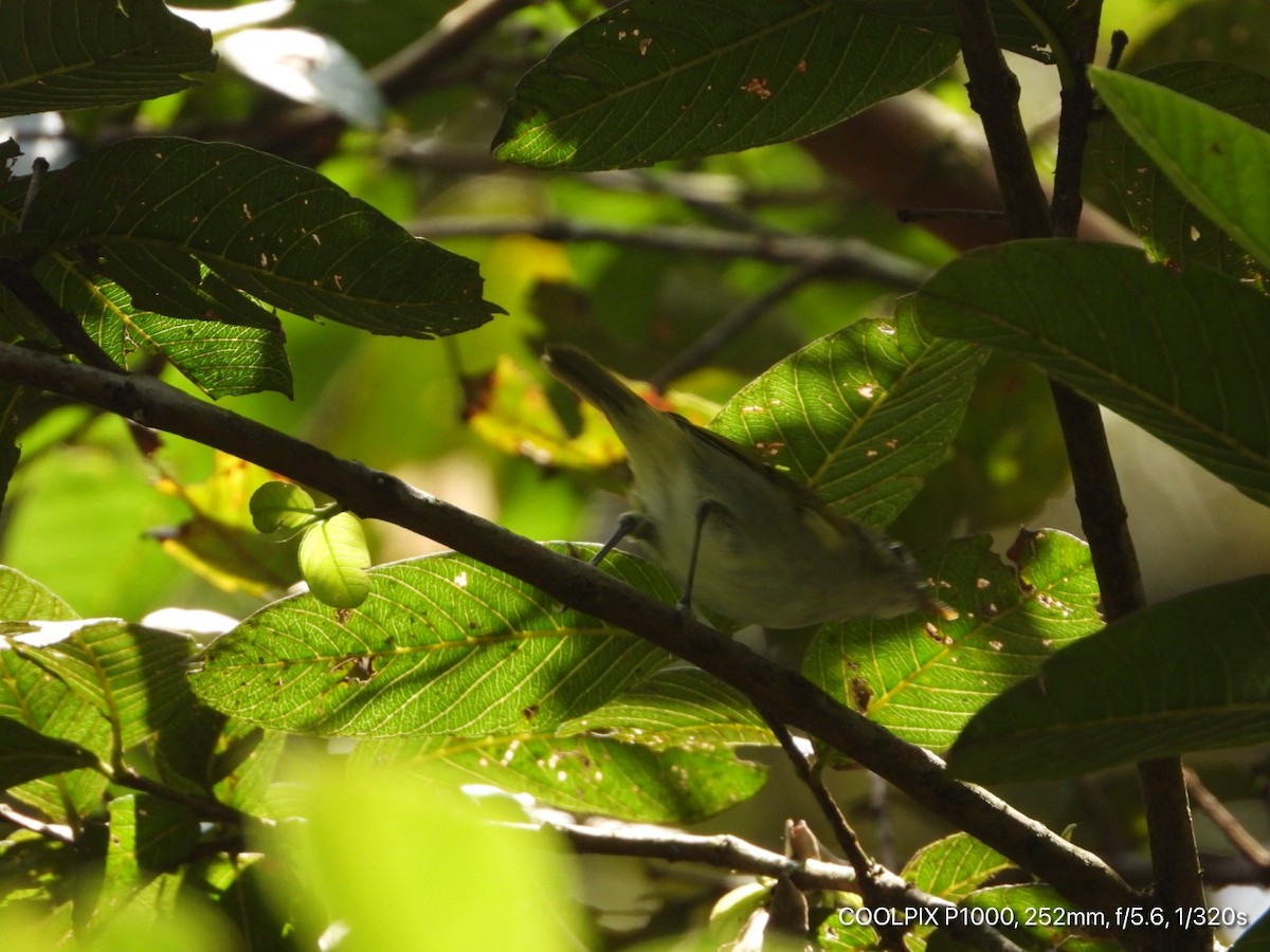 Uganda Woodland-Warbler - ML372741371