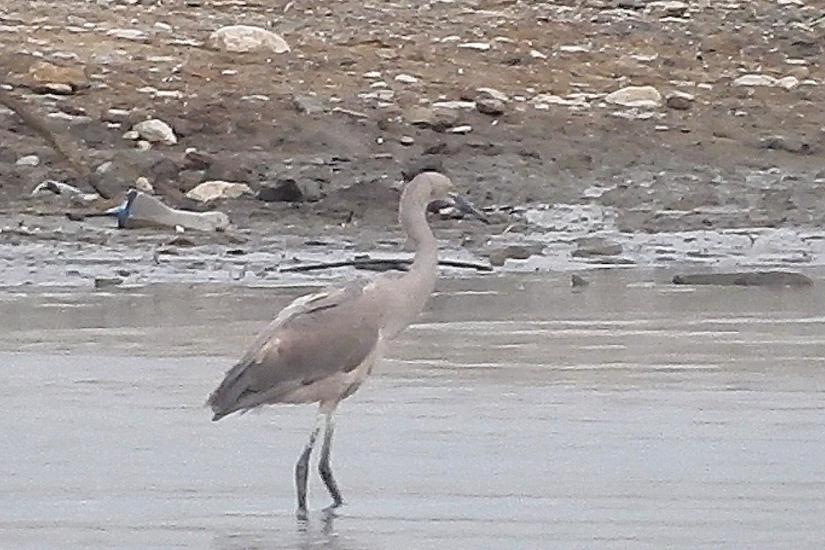 Reddish Egret - ML372743401