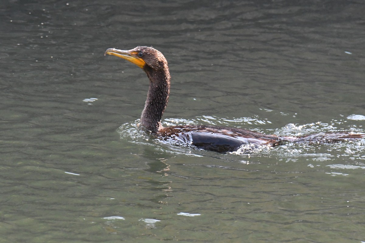 Double-crested Cormorant - ML372746121