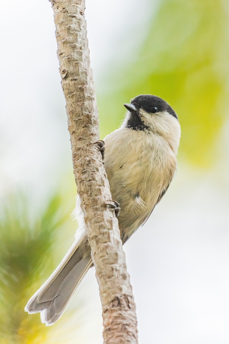 Willow Tit - Al Božič