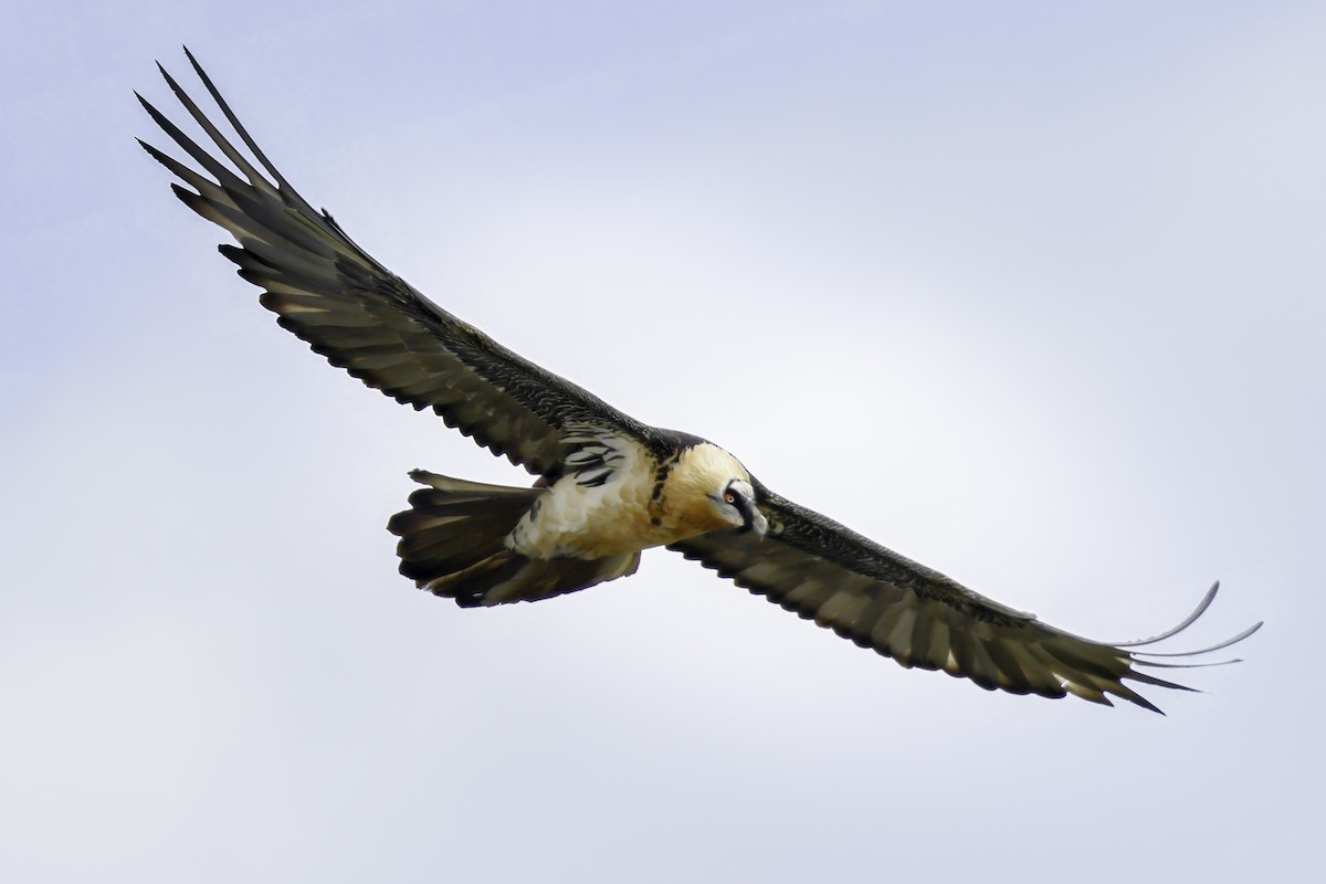 Bearded Vulture - Bernardo Roca-Rey Ross