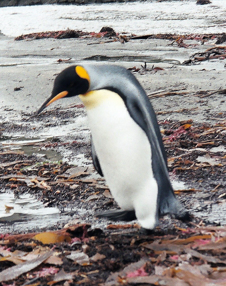 tučňák patagonský - ML372747741