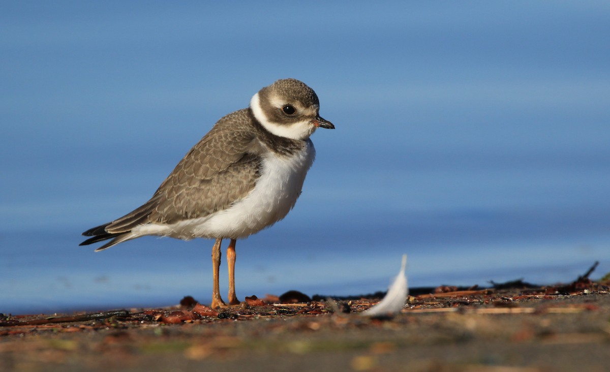 Semipalmated Plover - ML372750631