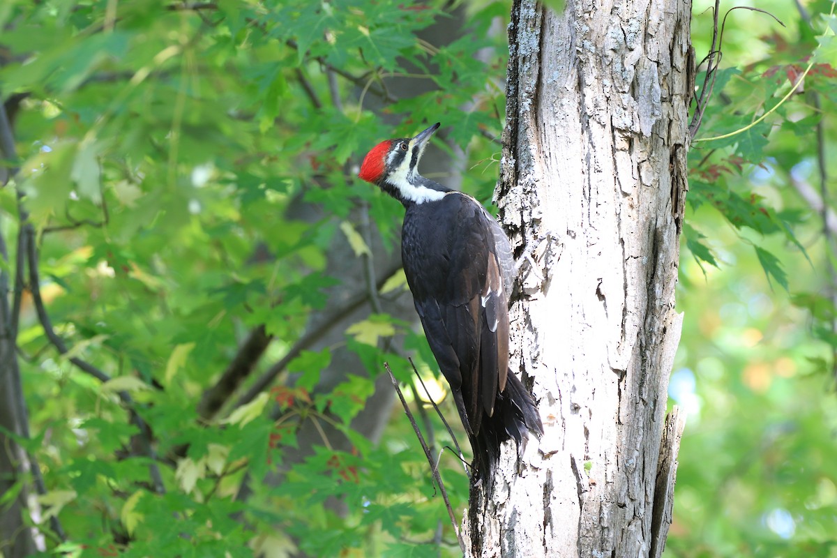 Pileated Woodpecker - Diane St-Jacques
