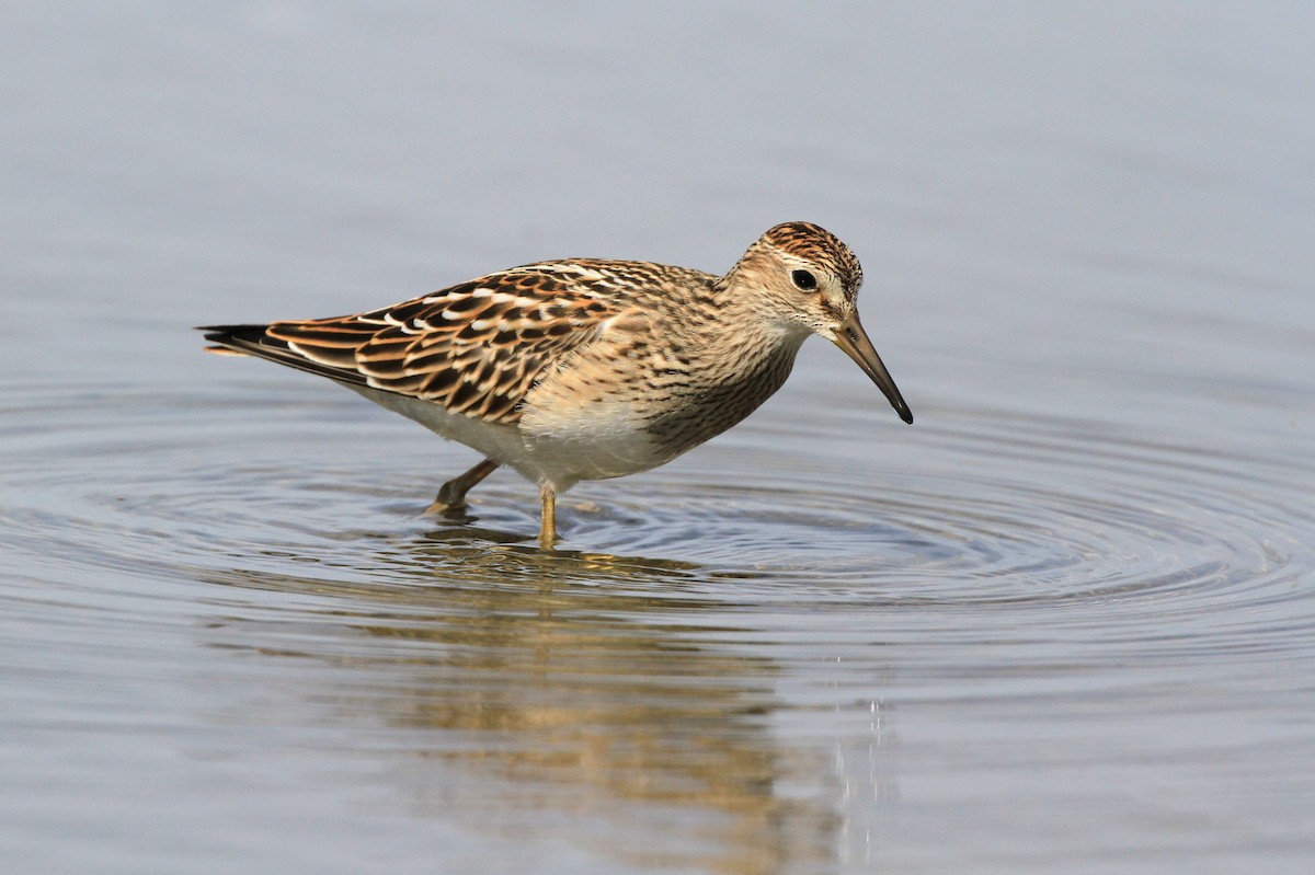 Pectoral Sandpiper - Diane St-Jacques