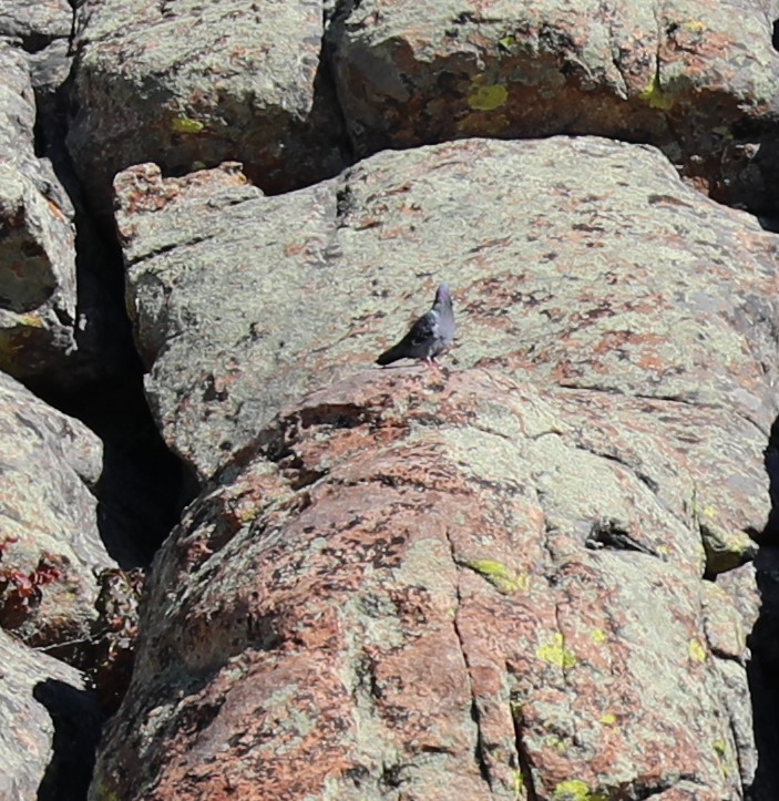 Rock Pigeon (Feral Pigeon) - ML372751761