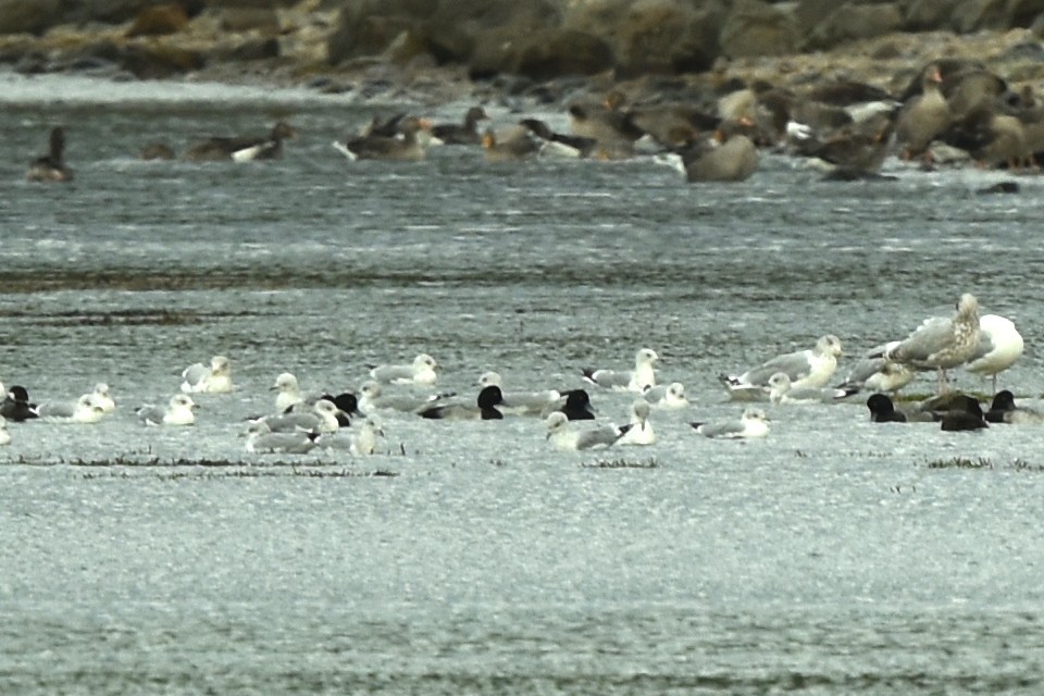 Greater Scaup - ML372752671