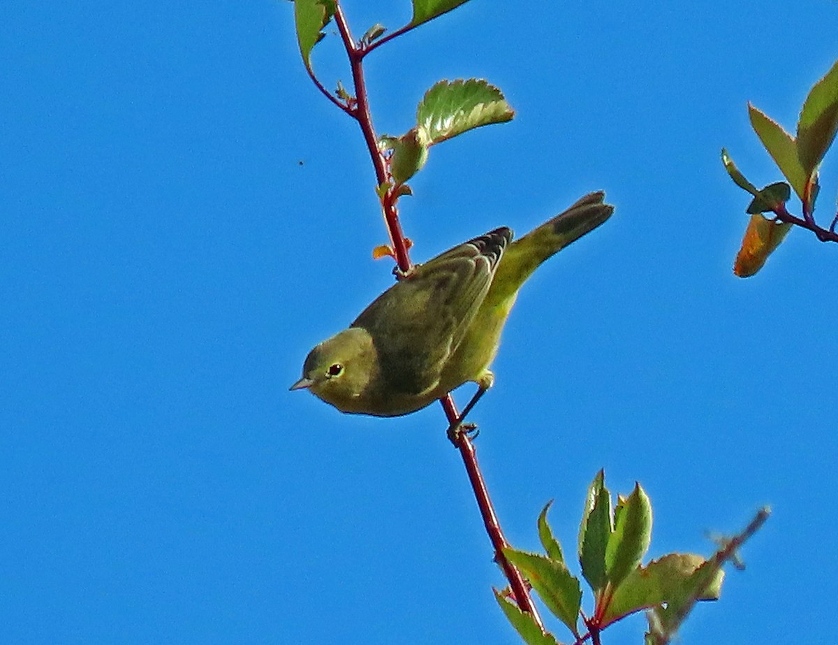 Orange-crowned Warbler - JoAnn Potter Riggle 🦤