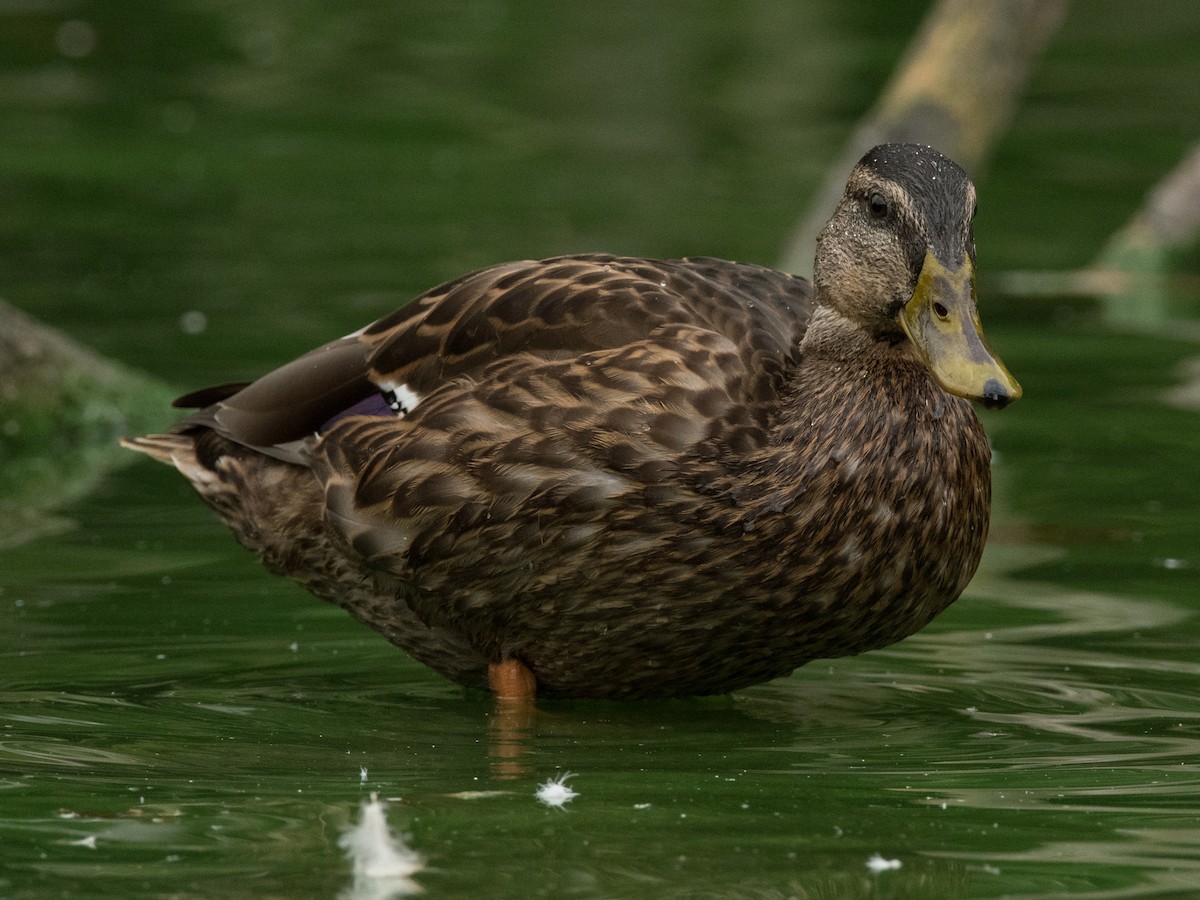 Canard colvert - ML372753441