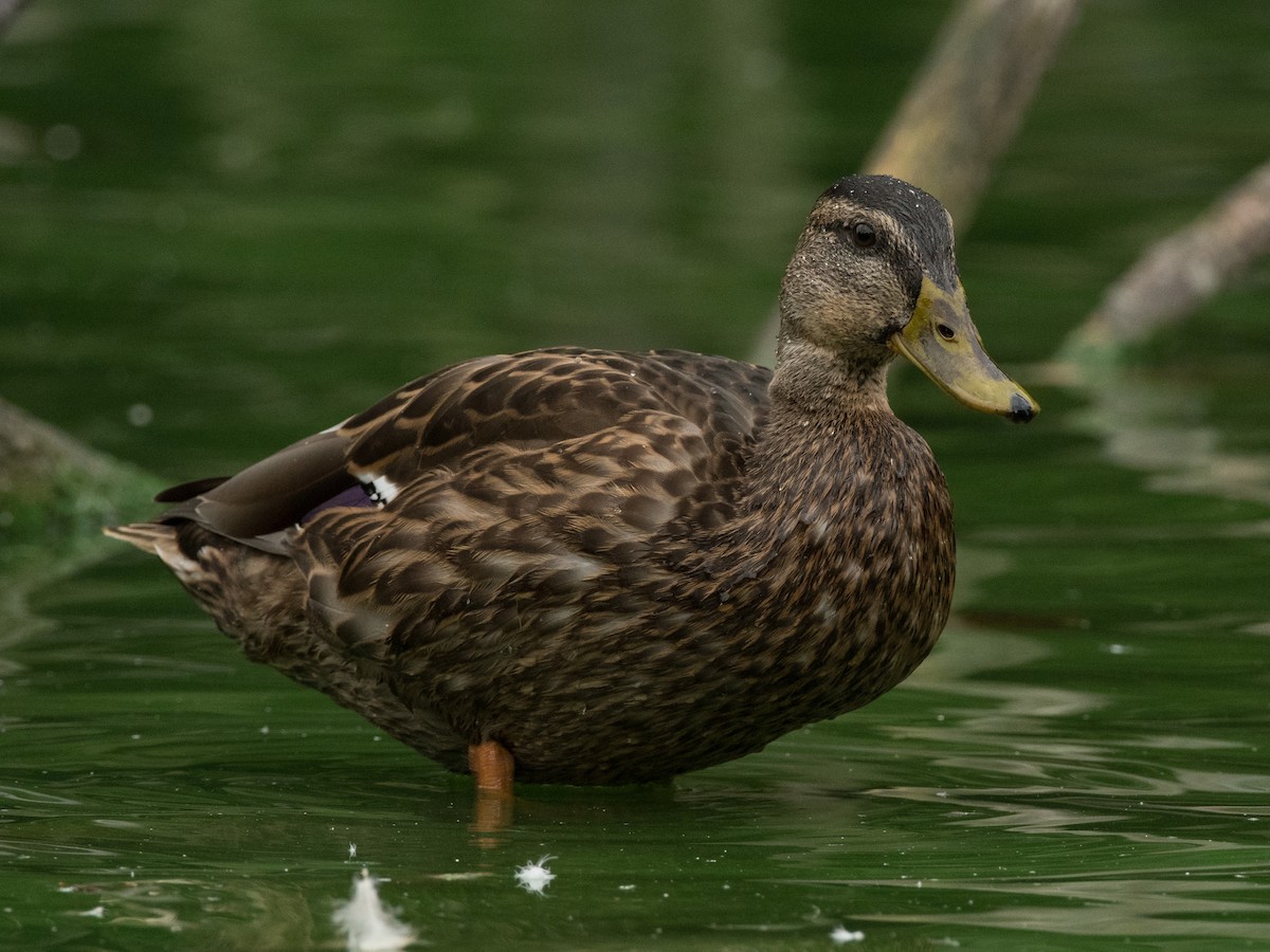 Canard colvert - ML372753471