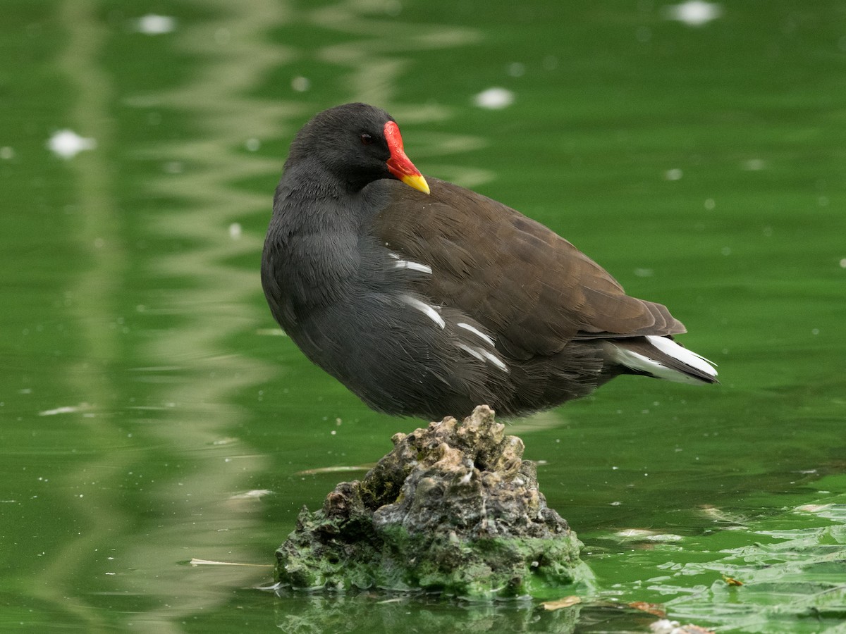 Eurasian Moorhen - ML372753661