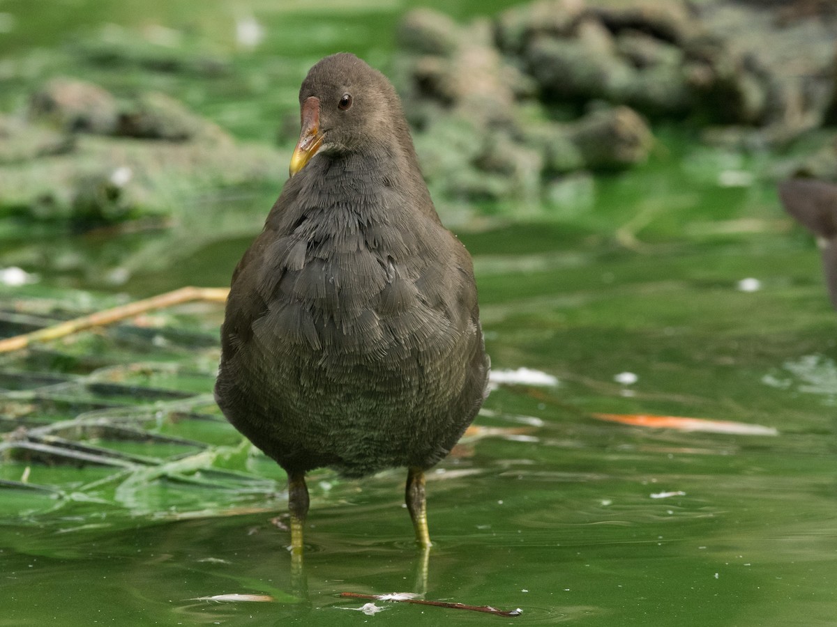 Gallinule poule-d'eau - ML372753671