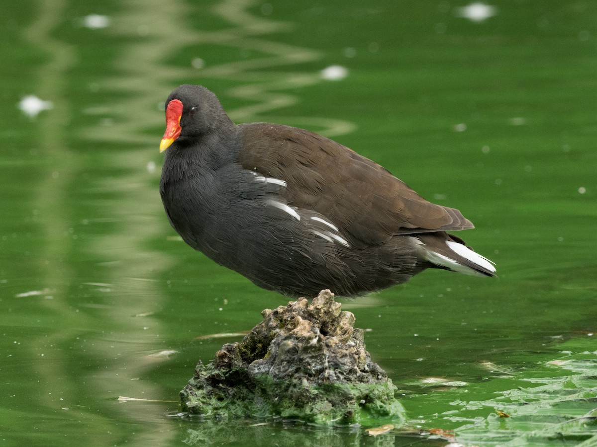 Eurasian Moorhen - Filipe Leitão