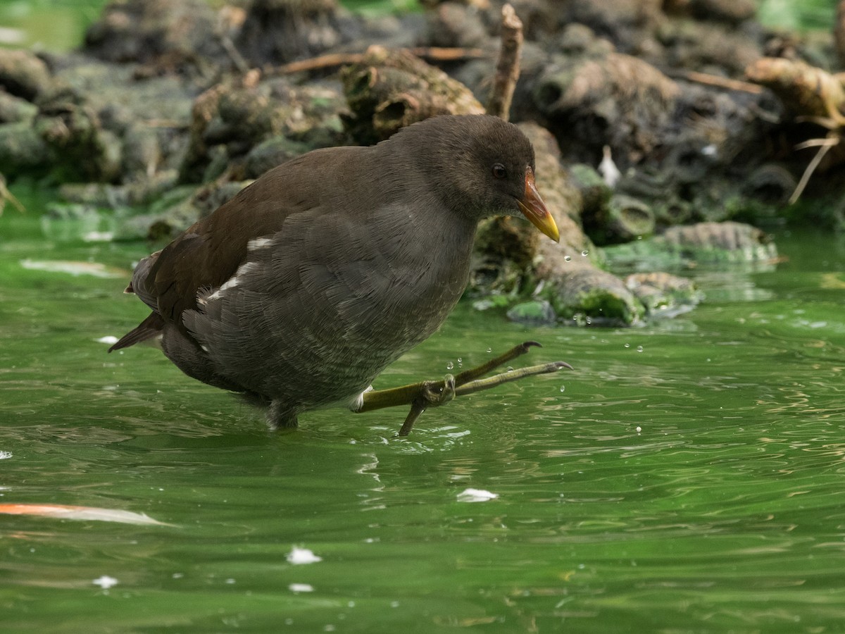 Eurasian Moorhen - ML372753721