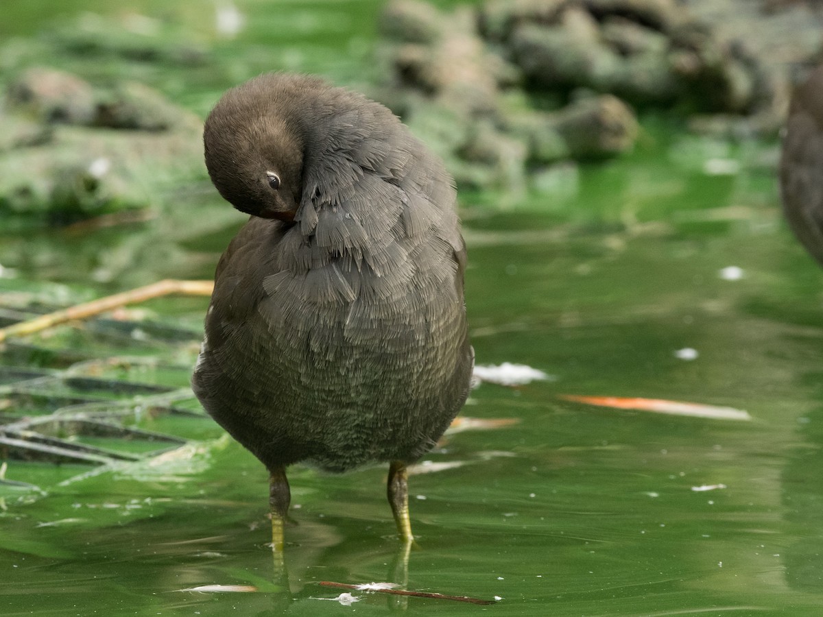 Eurasian Moorhen - ML372753741