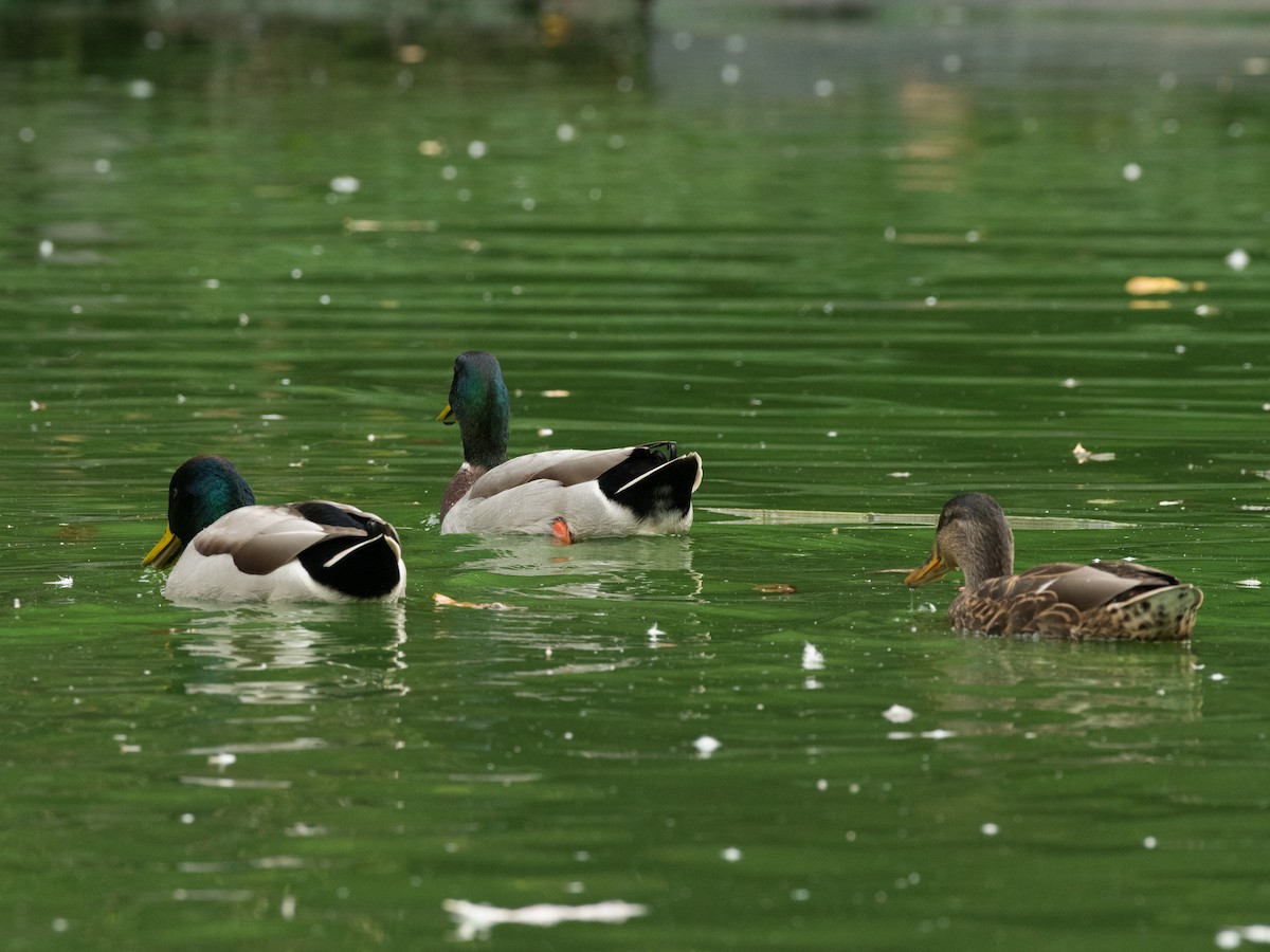 Canard colvert - ML372753751