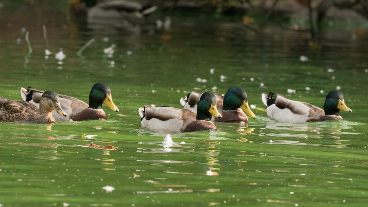 Canard colvert - ML372753801