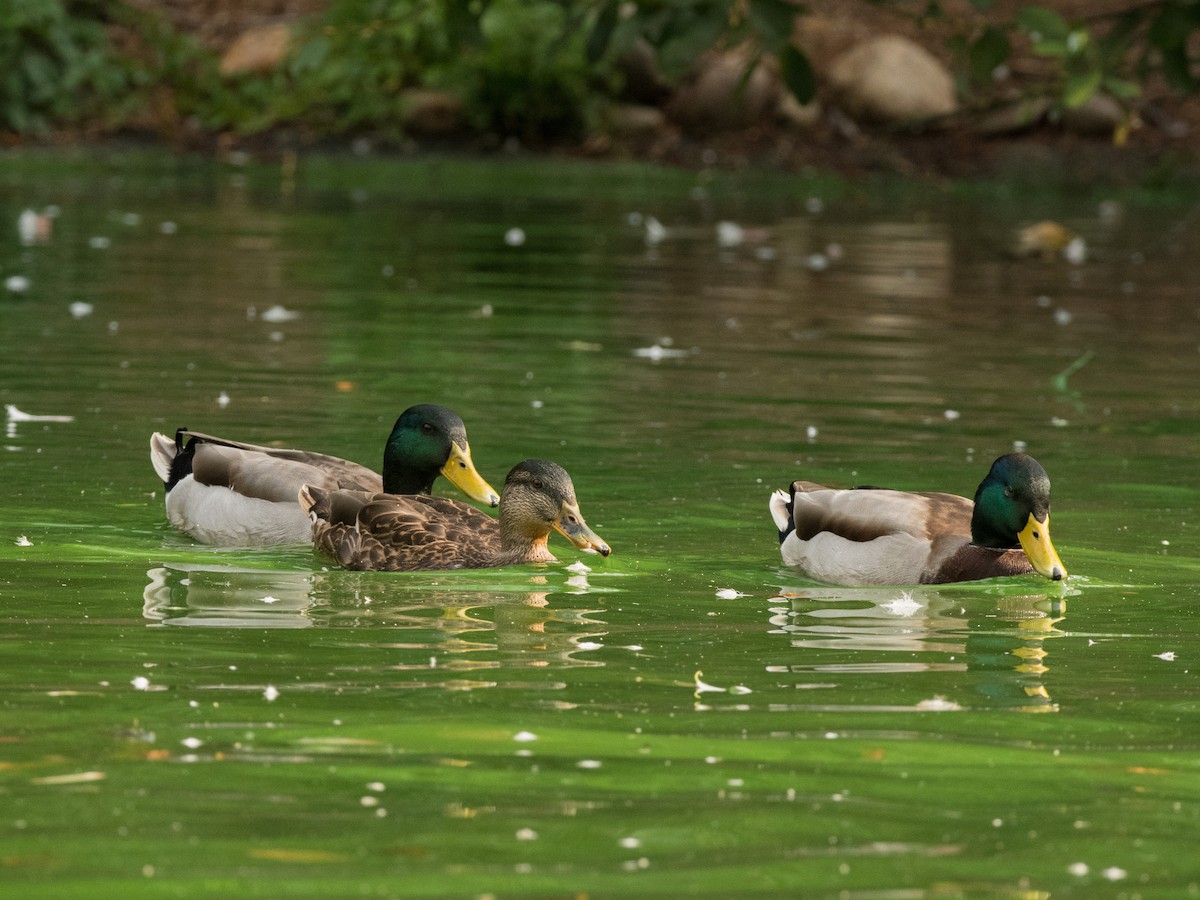 Canard colvert - ML372753821