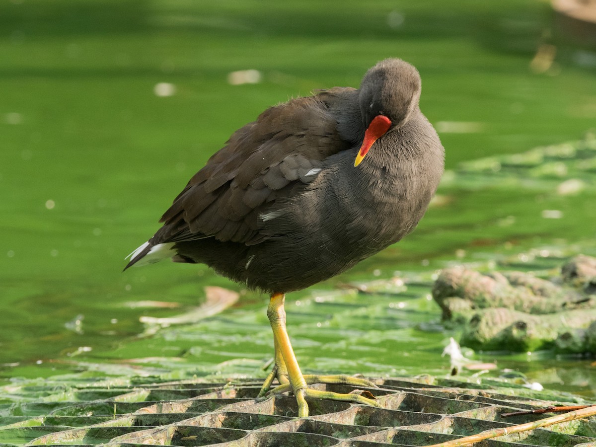 Eurasian Moorhen - ML372753921