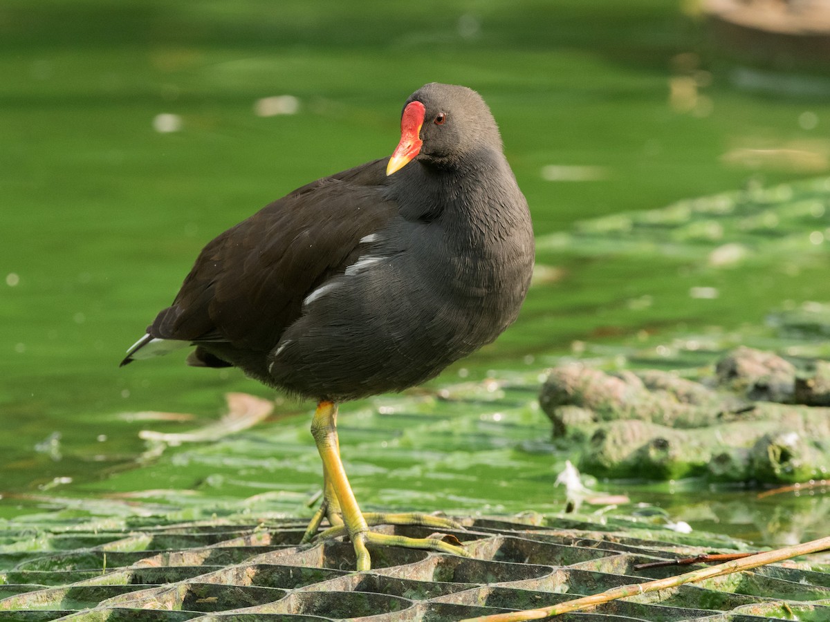 Eurasian Moorhen - Filipe Leitão