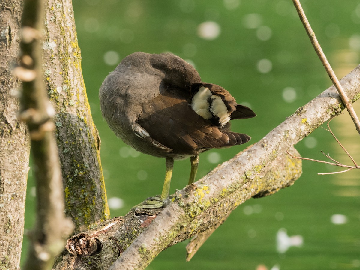 Eurasian Moorhen - ML372753981