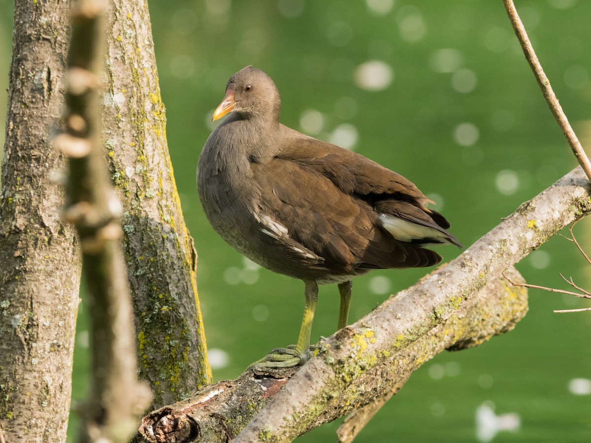 Eurasian Moorhen - ML372754031