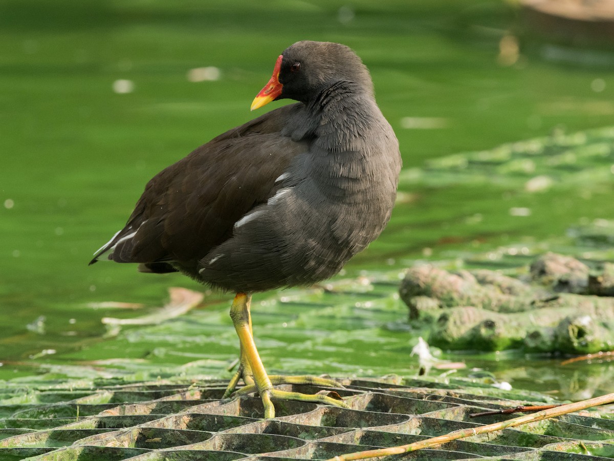 Gallinule poule-d'eau - ML372754041