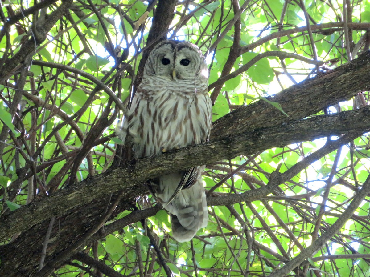 Barred Owl - ML372756371