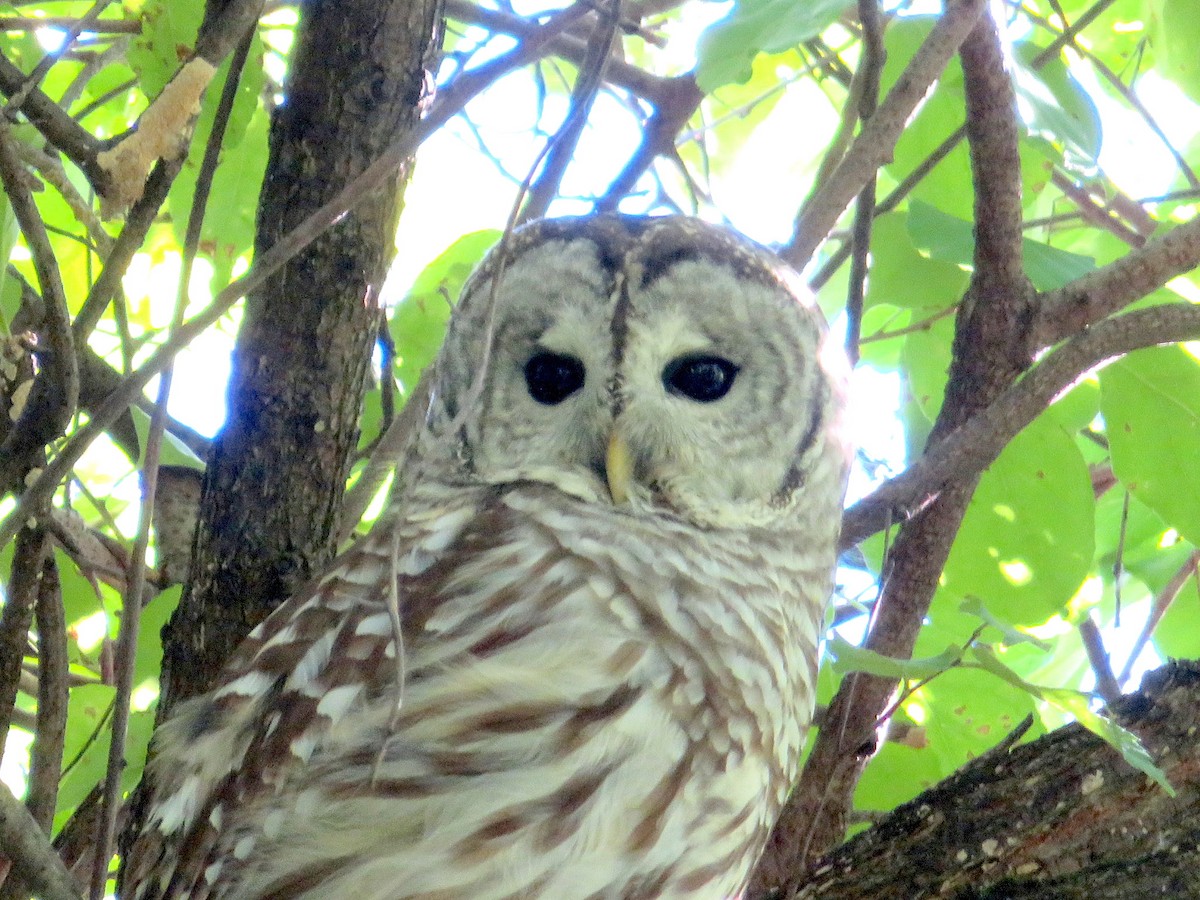 Barred Owl - ML372756541