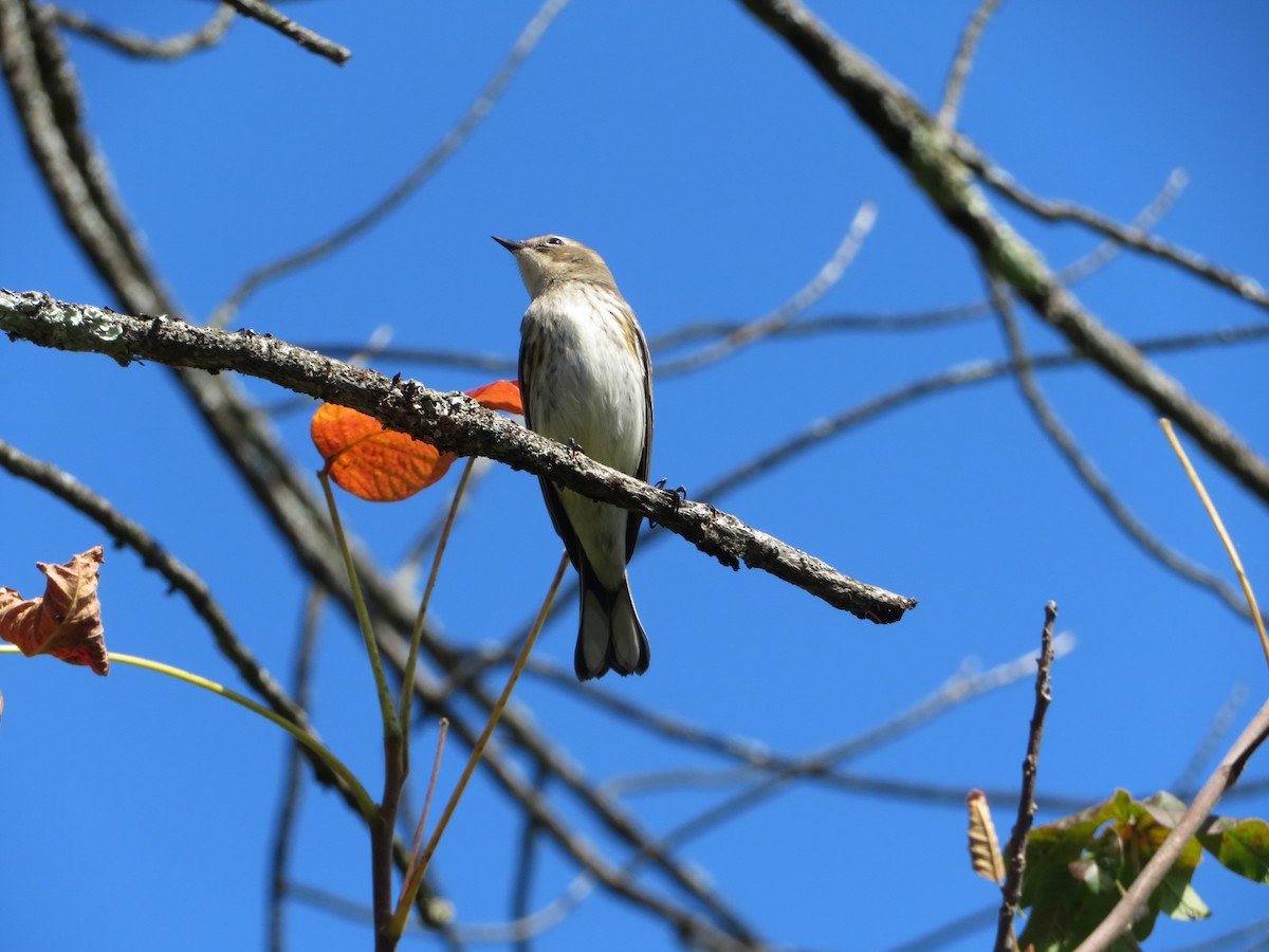 Yellow-rumped Warbler - ML372756751