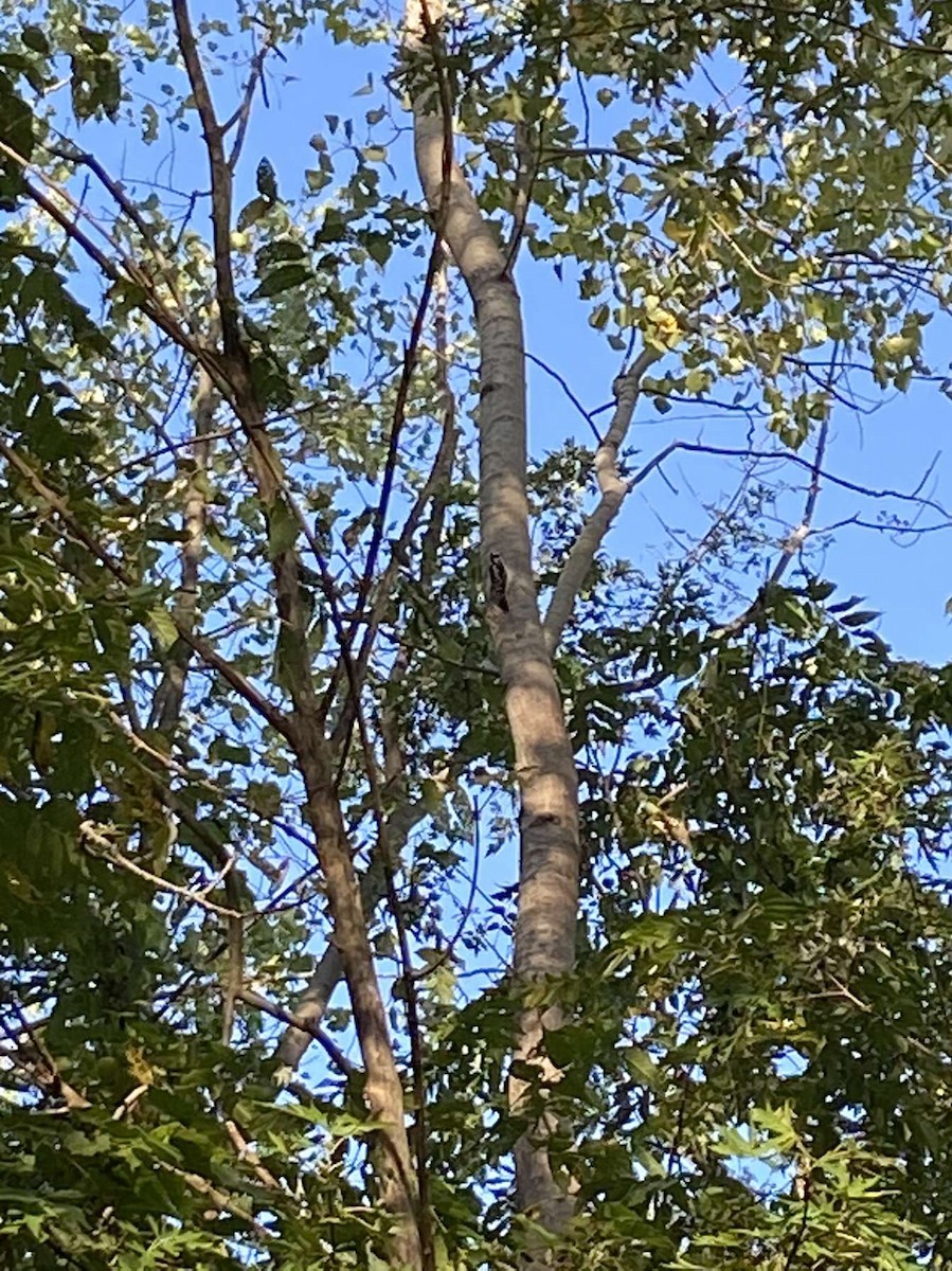 Hairy Woodpecker - ML372756921
