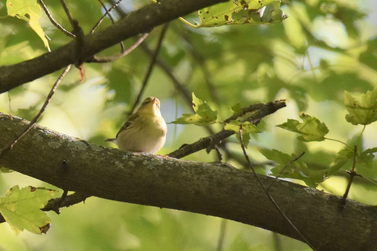 Blackpoll Warbler - Kazumi Ohira