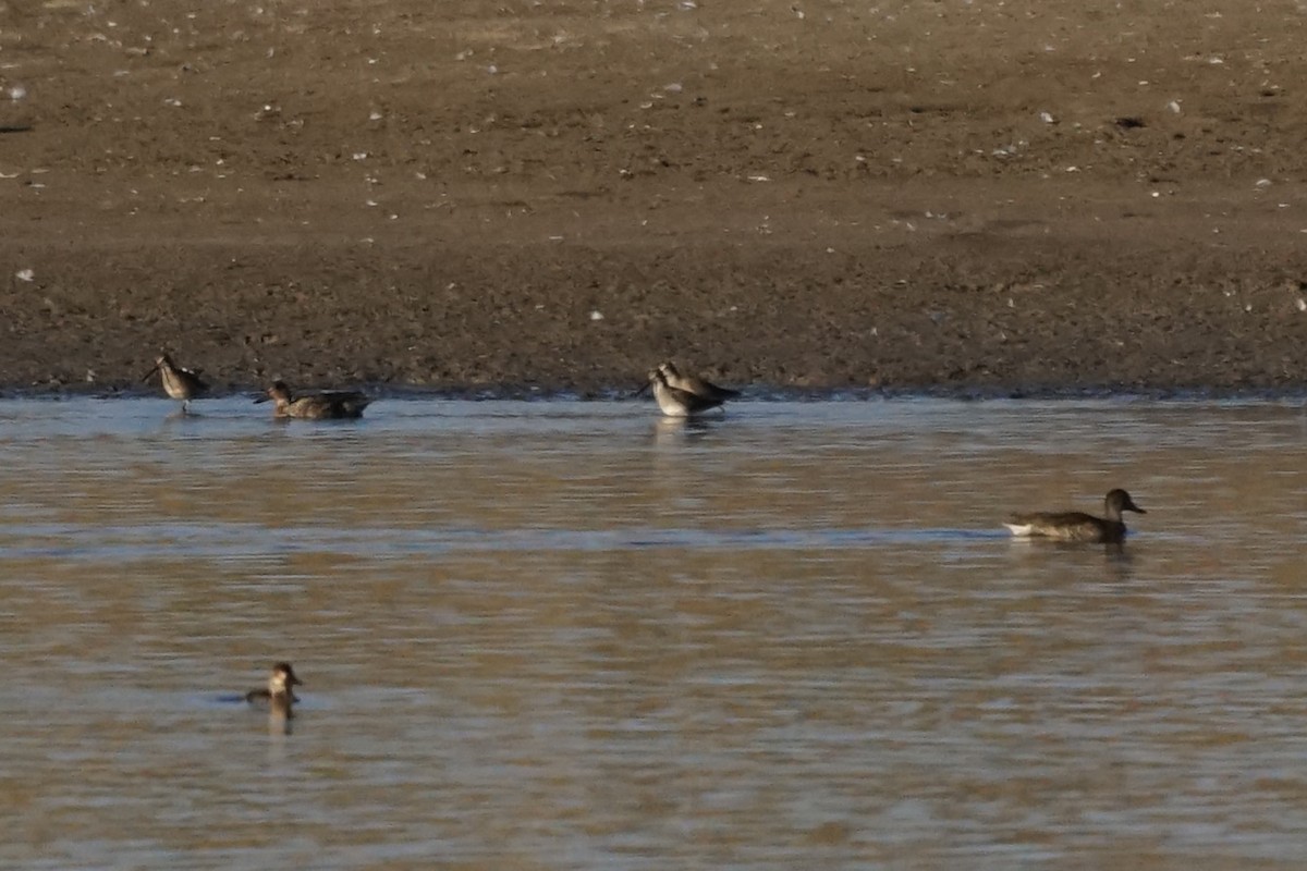 Long-billed Dowitcher - ML372760621