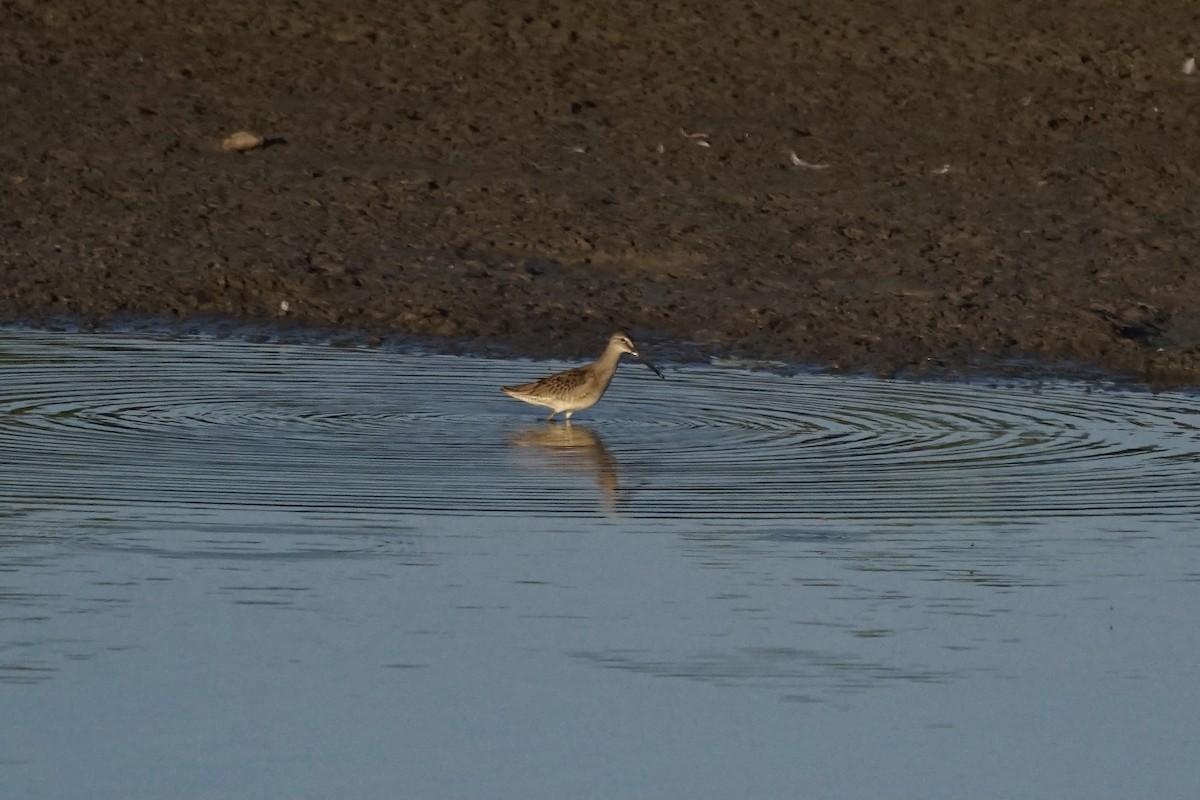 Long-billed Dowitcher - ML372760631