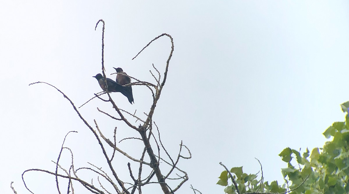 Lewis's Woodpecker - ML372761111