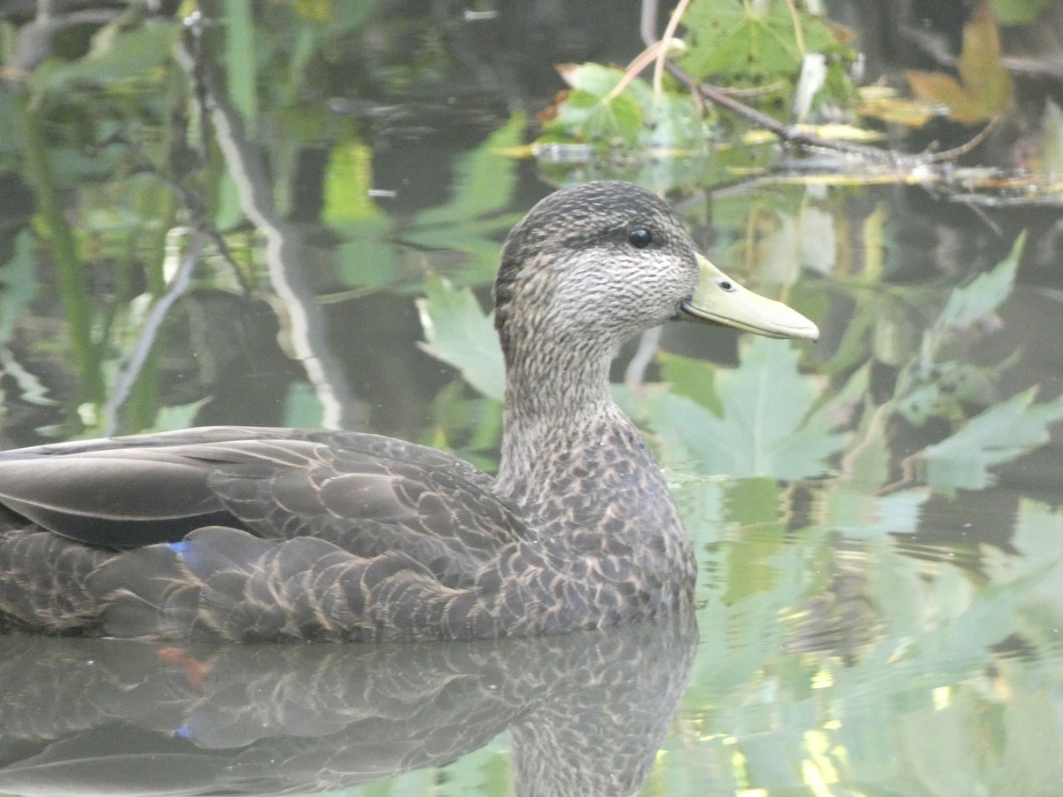 American Black Duck - ML372762871