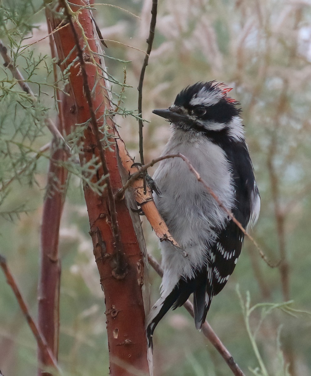 Downy Woodpecker - Matthew Grube