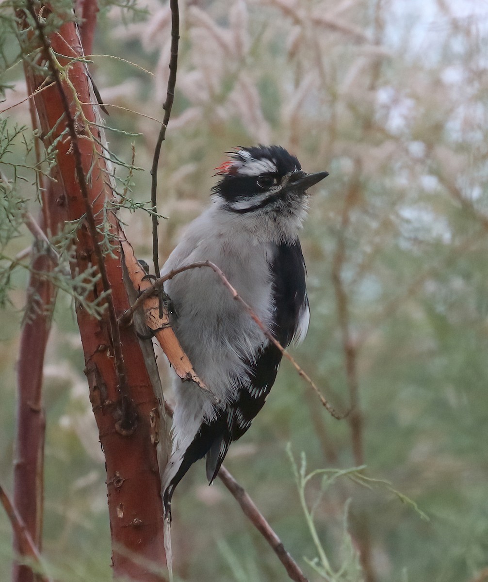 Downy Woodpecker - Matthew Grube