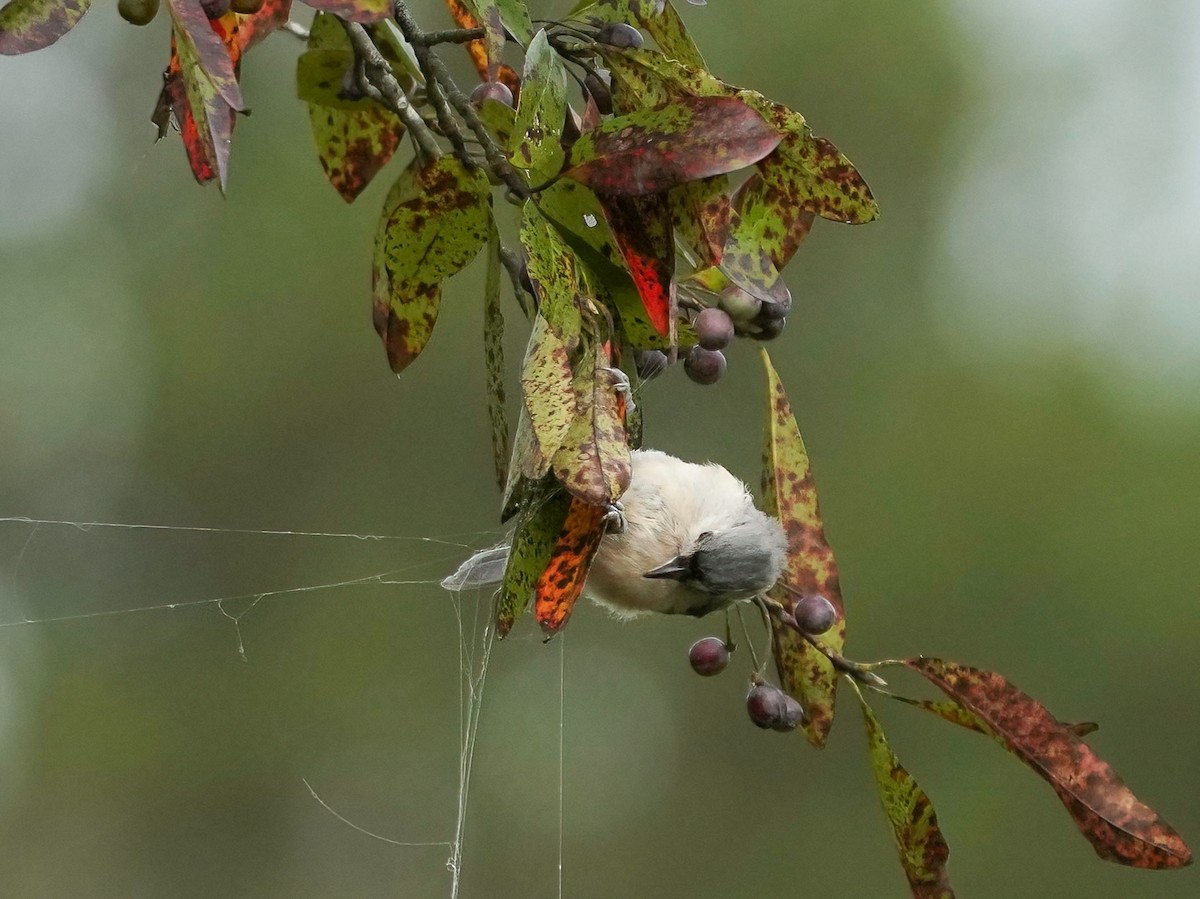 Tufted Titmouse - ML372766371