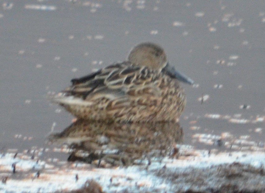 Red Shoveler - ML372769311