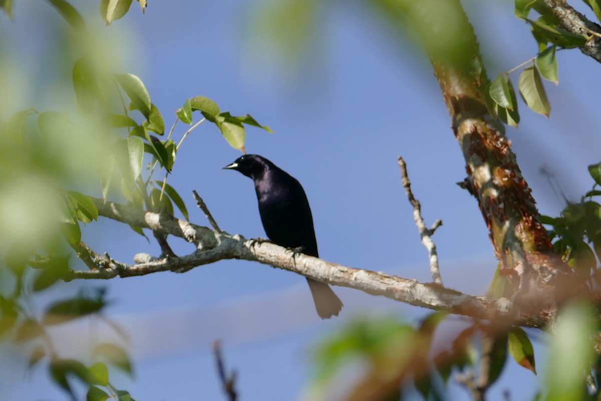 Shiny Cowbird - ML372769591